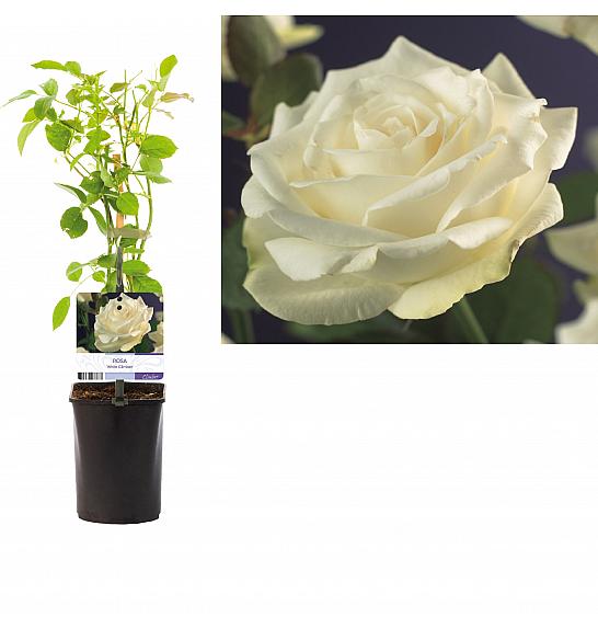 Rosa White Climber C1,5 Lit. 30-40 cm