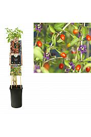 Lycium barbarum Instant Succes C2,5 Lit. 40-60 cm