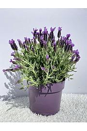 Lavandula stoechas Ø19