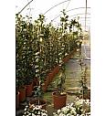 Rhyncospermum jasminoides Ø18