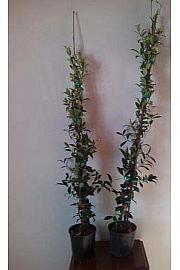 Rhyncospermum jasminoides Ø18, 90-100 cm piramida