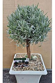 Lavandula angustifolia Ø23x23 Na Steblu 20 cm bonsai