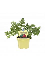 Citrullus lanatus; Lubenica Little Darling; Ø12;700765;BLU