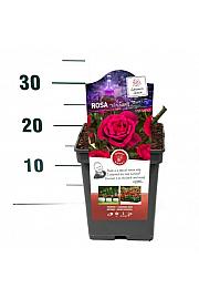 Rosa Witchcraft™ C3 Lit. 10-15 cm