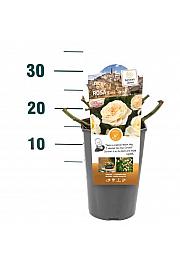 Rosa hybrid Lions-Rose C3 Lit. 10-15 cm