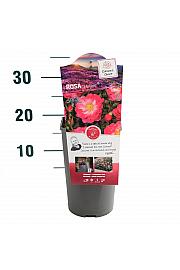 Rosa Hotline® C3 Lit. 10-15 cm