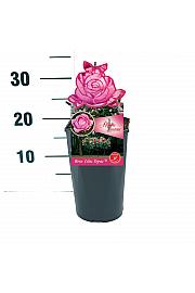 Rosa Lilac Topaz® C3 Lit. 10-15 cm