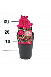 Rosa Maleica® C3 Lit. 10-15 cm