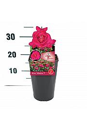 Rosa Maleica® C3 Lit. 10-15 cm