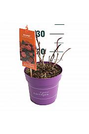 Hydrangea macrophylla EclipseRed C3 Lit. 20-25 cm