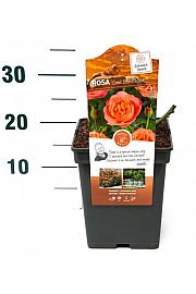 Rosa hybrid Coral Lions Rose® C5 Lit. 15-20 cm