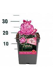 Rosa Lilac Topaz® C5 Lit. 15-20 cm