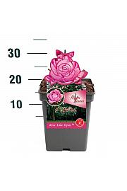 Rosa Lilac Topaz® C5 Lit. 15-20 cm