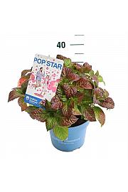Hydrangea E.S. Pop Star® Pink C5 Lit. 25-30 cm