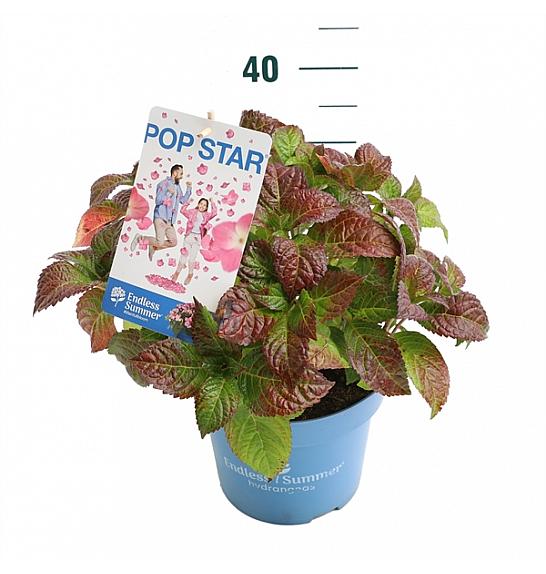 Hydrangea E.S. Pop Star® Pink C5 Lit. 25-30 cm