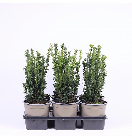Taxus media Hillii Ø15 20-30 cm