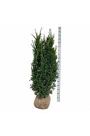 Taxus media Hillii bala 140-160 cm extra