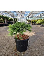 Cryptomeria japonica Little Champion C8 Lit. 30/+ cm