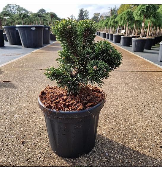 Pinus mugo Jakobsen C6 Lit. 20-25 cm