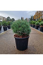 Pinus sylvestris Martham C11 Lit. 30/+ cm