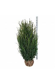 Taxus media Hicksii bala 140-160 cm extra
