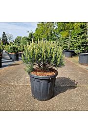 Pinus sylvestris Watereri C18 Lit. 30-40 cm