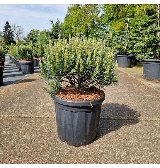 Pinus sylvestris Watereri C18 Lit. 30-40 cm