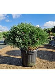 Pinus nigra Brepo® C18 Lit.Na steblu 10 cm Krošnja 40-50 cm