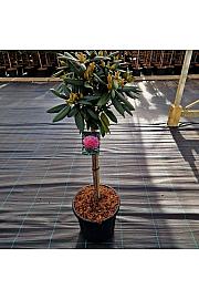 Rhododendron (Y) Kalinka C15 Lit. Na steblu 60 cm