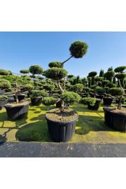 Juniperus virginia Grey Owl C230 Lit. 150/+ Bonsai
