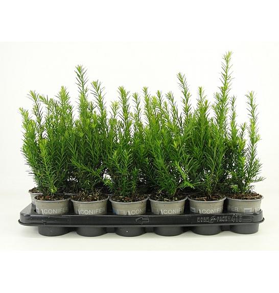 Taxus media Groenland Ø9