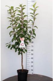 Malus domestica Red Windsor C7,5 Lit. 125-150 cm Na steblu 50 cm