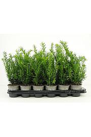 Taxus media Densiformis Ø9