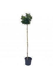 Ginkgo biloba Mariken C12 Lit. Na steblu 180 cm, 3 leta