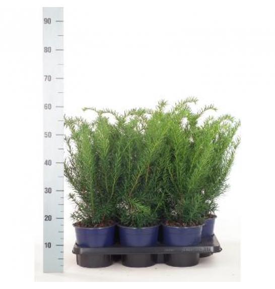 Taxus media Densiformis C2 Lit. 30-40 cm