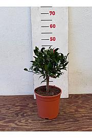 Citrus floridana Limequat Ø17 Na steblu 20 cm