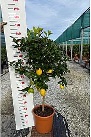 Citrus sinensis Limon Ø30 Na steblu 50 cm