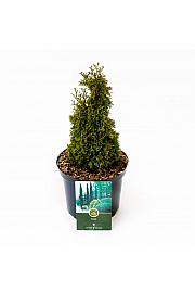 Thuja occidentalis Maks C2,5 Lit. 25-30 cm