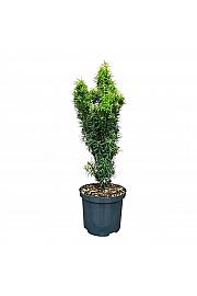 Taxus baccata Littfass C2,5 Lit. 40-50 cm