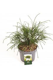 Thuja plicata Whipcord C5 Lit. 25-30 cm