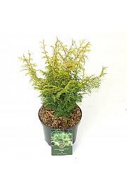 Chamaecyparis obtusa Lucas ᴾᴮᴿ C5 Lit. 25-30 cm