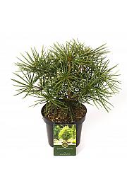 Sciadopitys verticillata C2,5 Lit. 20-25 cm