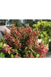 Hydrangea paniculata Magical Vesuvio C5 Lit. 20-25 cm