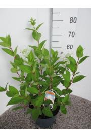 Hydrangea paniculata Early Sensation C7,5 Lit. 40-50 cm