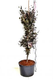 Fagus sylvatica Dawyck Purple C7,5 Lit. 80-100 cm