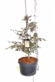 Fagus sylvatica Purpurea Tricolor C7,5 Lit. 80-100 cm