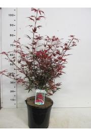 Acer palmatum Shaina C10 Lit. 40-50 cm