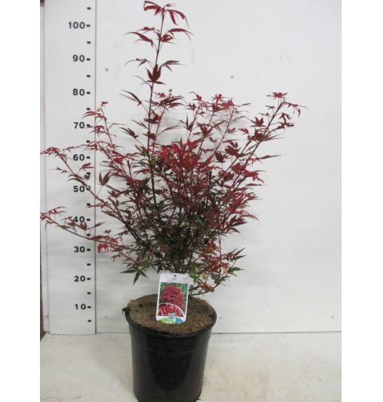 Acer palmatum Shaina C10 Lit. 40-50 cm