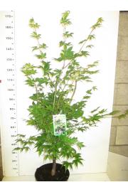 Acer palmatum Osakazuki C10 Lit. 100-125 cm