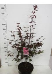 Acer palmatum Red Emperor C10 Lit. 100-125 cm